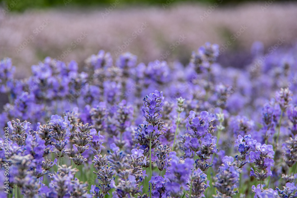 Fototapeta premium violet lavender in the field in England