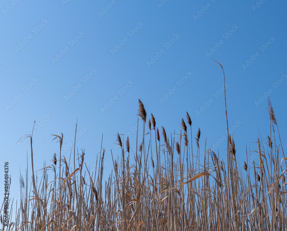 Blooming bulrush isolated on clear blue sky Blooming bulrush isolated on clear blue sky