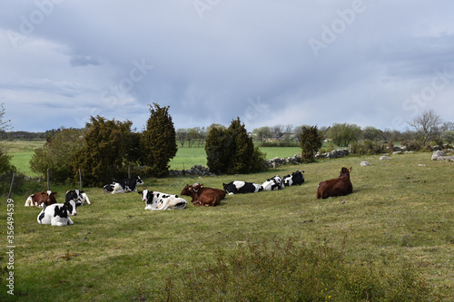 Resting cows in a pastureland