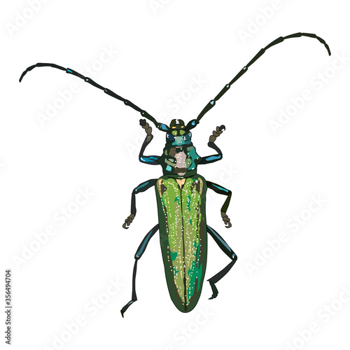 A longhorn beetle isolated on a white background. Entomological vector illustration. Aromia moschata.