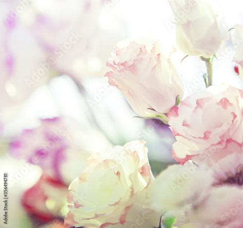 Delicate soft flowers close up