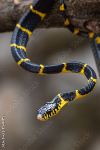 Boiga dendrophilia known as mangrove snake photo