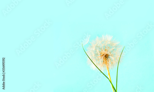 Blue background with white dandelions inflorescence. Concept for festive background or for project. Hello Summer.
