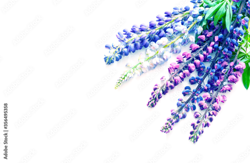 Colorful lupine flowers on a white background. Summer Equinox Day or Hello Summer. Creative copy space for positive mood.