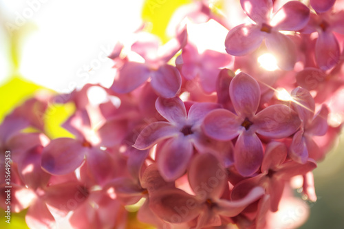 Closeup view of beautiful blooming lilac shrub outdoors