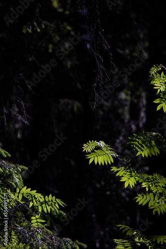 Fresh green rowan (Sorbus aucuparia) leaves in sprig temperate forest.