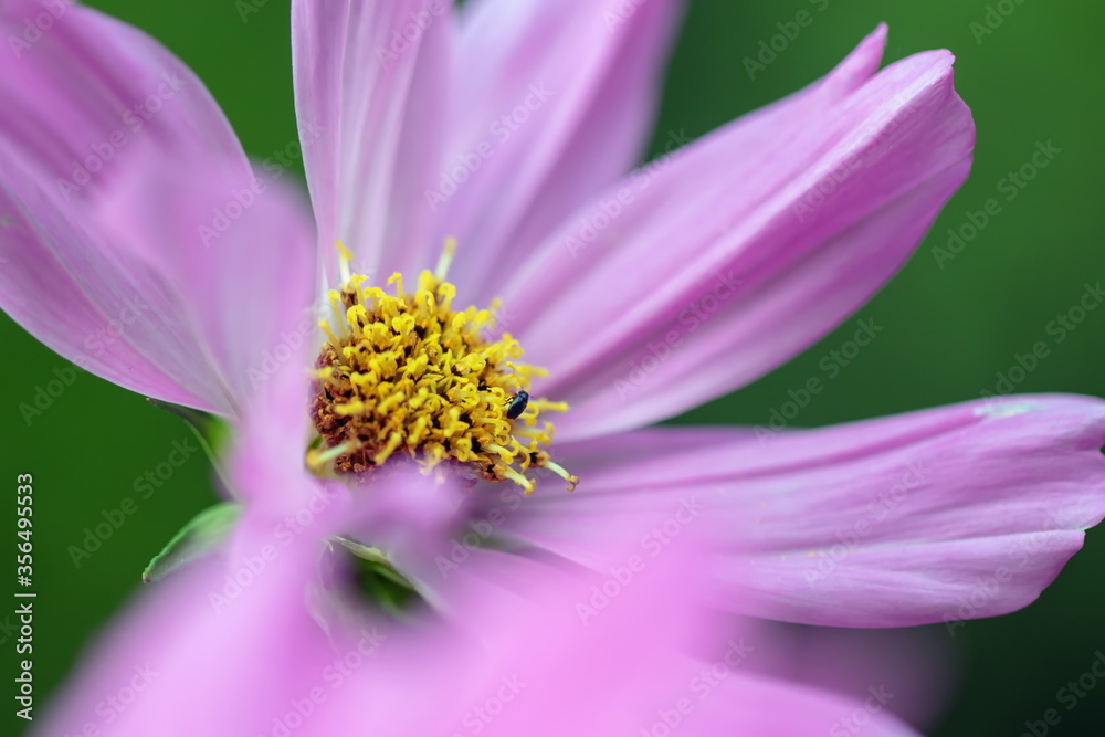 Rapsglanzkäfer auf einer Cosmea Rapsglanzkäfer auf einer Cosmea