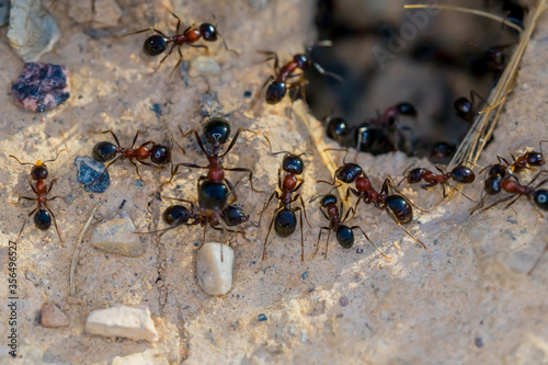 Ant Family. Ants. Macro photo. Mink in the ground. Ants are working. Production. Ants at the entrance to the termite mound. The texture of clay and small stones. © Эльвира Турсынбаева