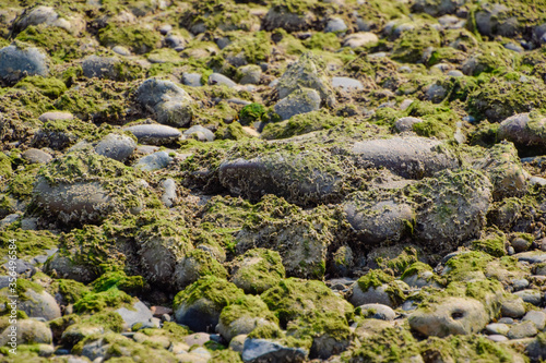 moss on rocks