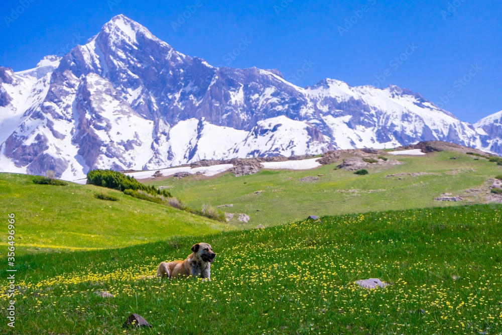 Shepherd dog in the mountains. Spring mountain landscape. Meadow with green grass and flowers. Snow on the mountain peaks. Mountain tourism. The beauty of the Tien Shan mountains. Alpine meadows.