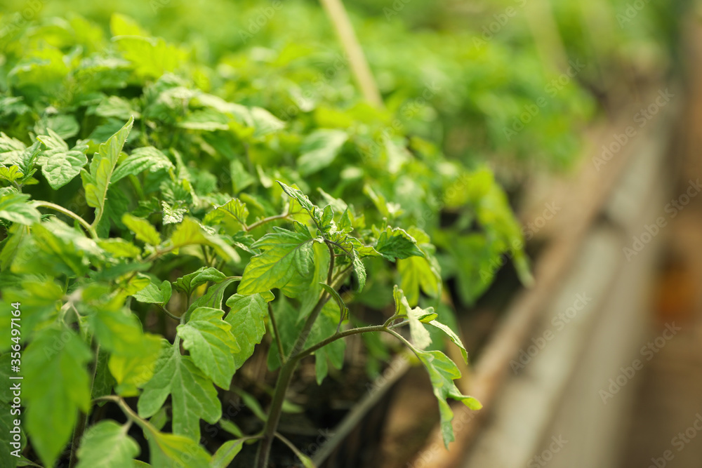 Closeup view of green tomato seedlings in greenhouse