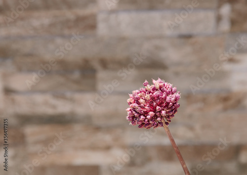 purple round onion flower on gray wall background photo