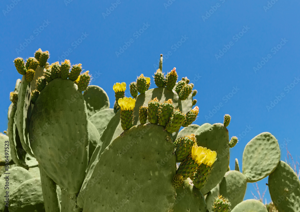 Cyprus cactus. View of cactus growing against the blue sky. Cyprus. Wallpaper and background texture. High quality photo Cyprus cactus. View of cactus growing against the blue sky. Cyprus. Wallpaper and background texture. High quality photo