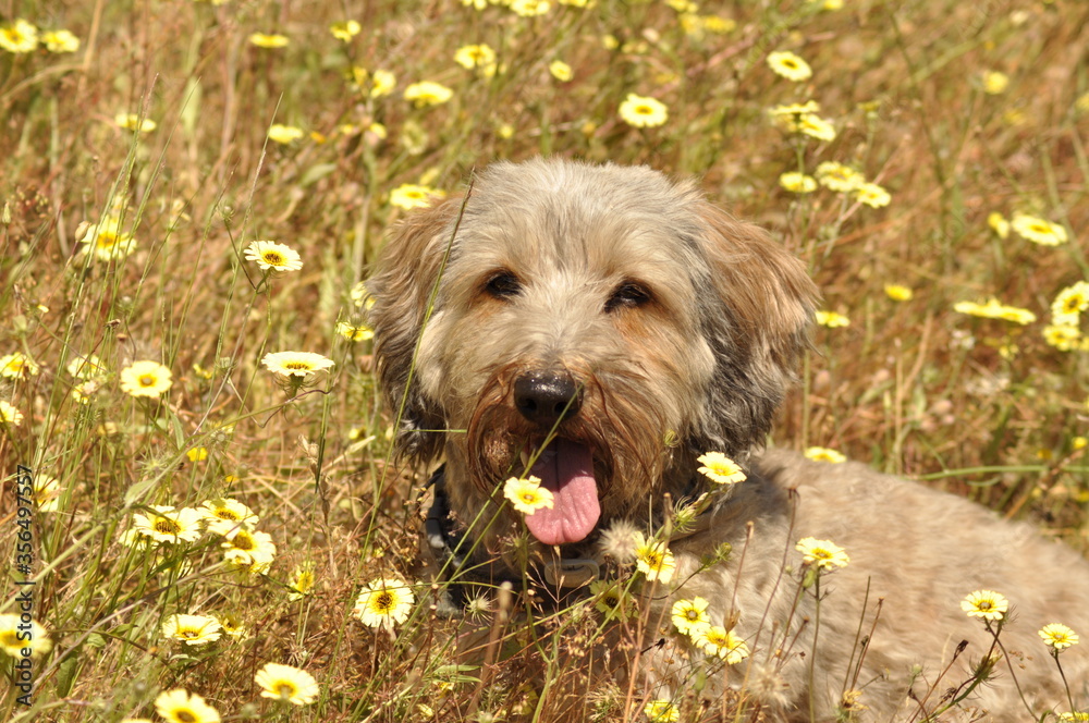 Dog among daisy flowers on sunny day Dog among daisy flowers on sunny day
