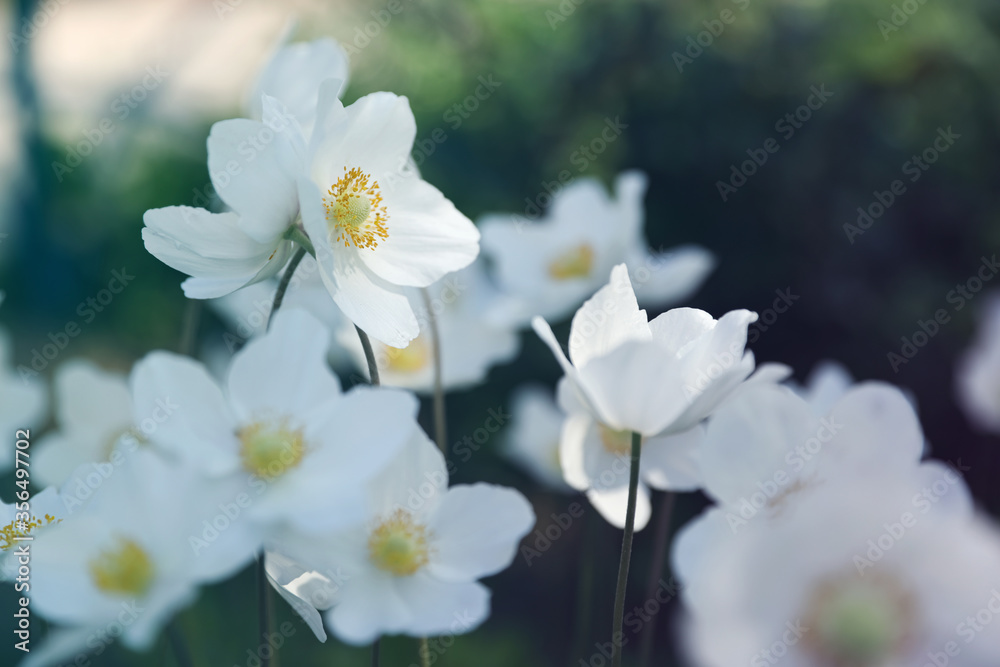 Beautiful blossoming Japanese anemone flowers outdoors on spring day Beautiful blossoming Japanese anemone flowers outdoors on spring day