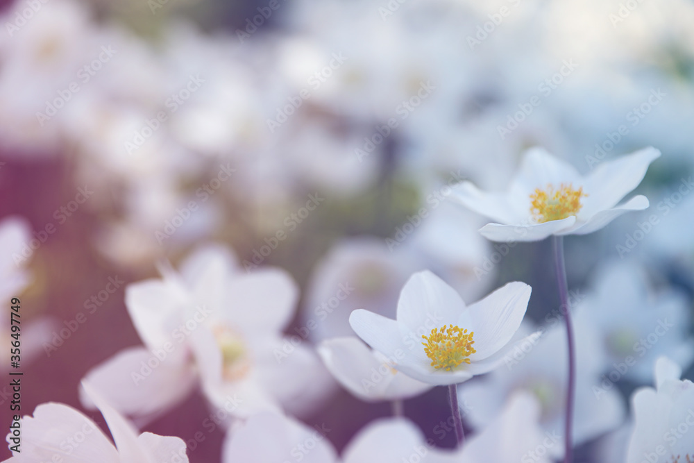 Beautiful blossoming Japanese anemone flowers outdoors on spring day