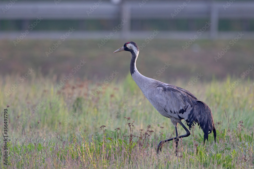 A common crane perched in a field in the morning sun in Germany