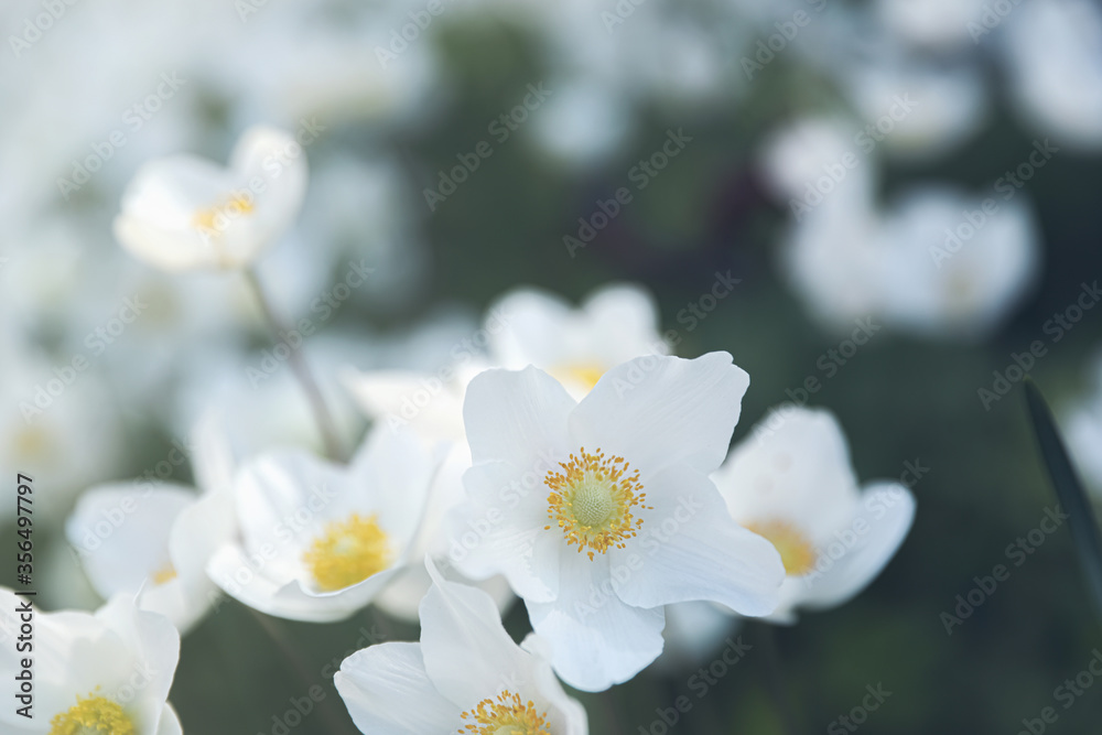 Beautiful blossoming Japanese anemone flowers outdoors on spring day Beautiful blossoming Japanese anemone flowers outdoors on spring day