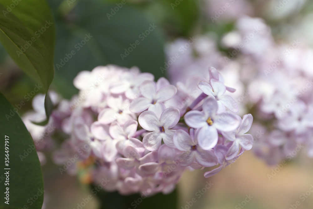Closeup view of beautiful blossoming lilac bush outdoors Closeup view of beautiful blossoming lilac bush outdoors