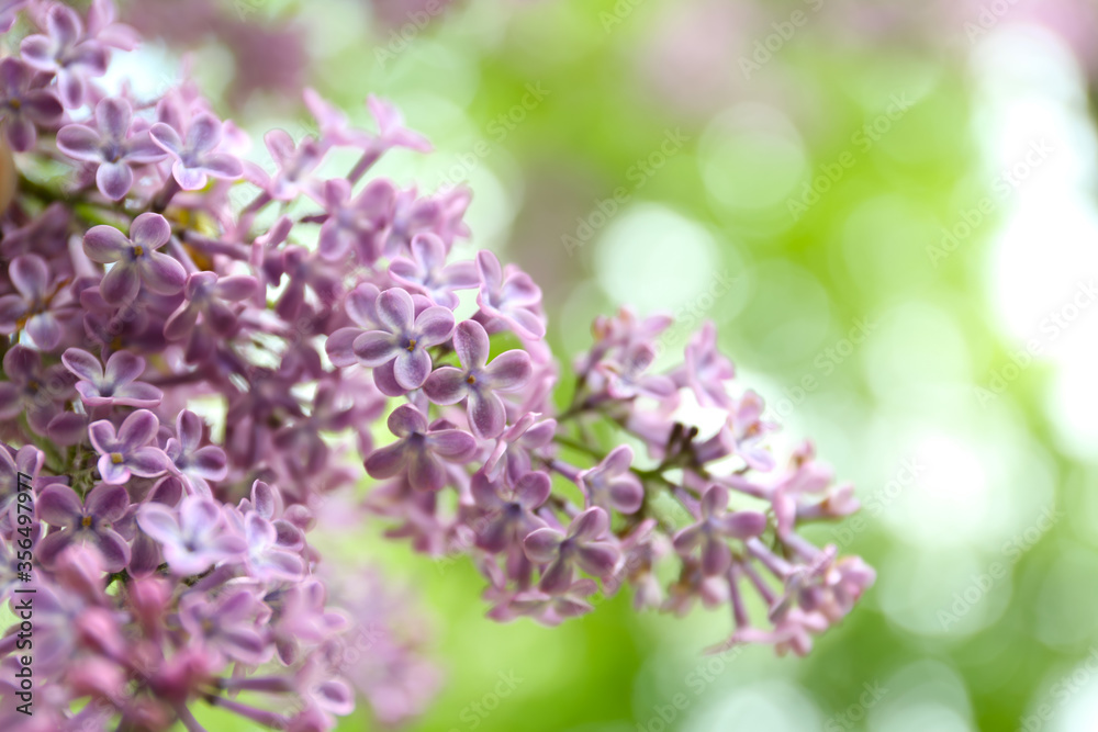Closeup view of beautiful blossoming lilac bush outdoors Closeup view of beautiful blossoming lilac bush outdoors