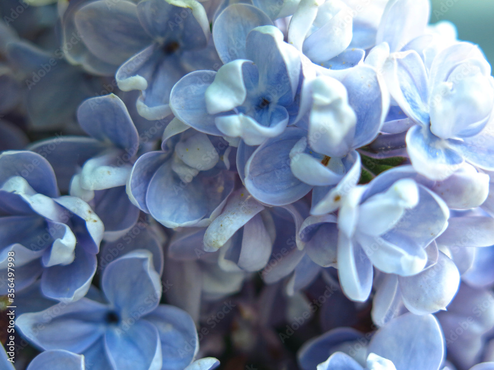 inflorescence of lilac blue on a Bush in the city in the spring macro photography