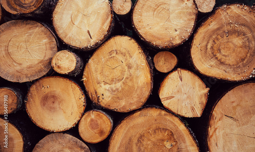 A lot of cutted logs. Wide banner or panorama wooden trunks. Closeup of logs of trees in nature