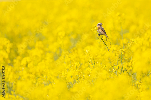 An adult winchat perched on the blossoms of a rapeseed field.