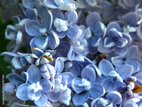 inflorescence of lilac blue on a Bush in the city in the spring macro photography © Lumatis