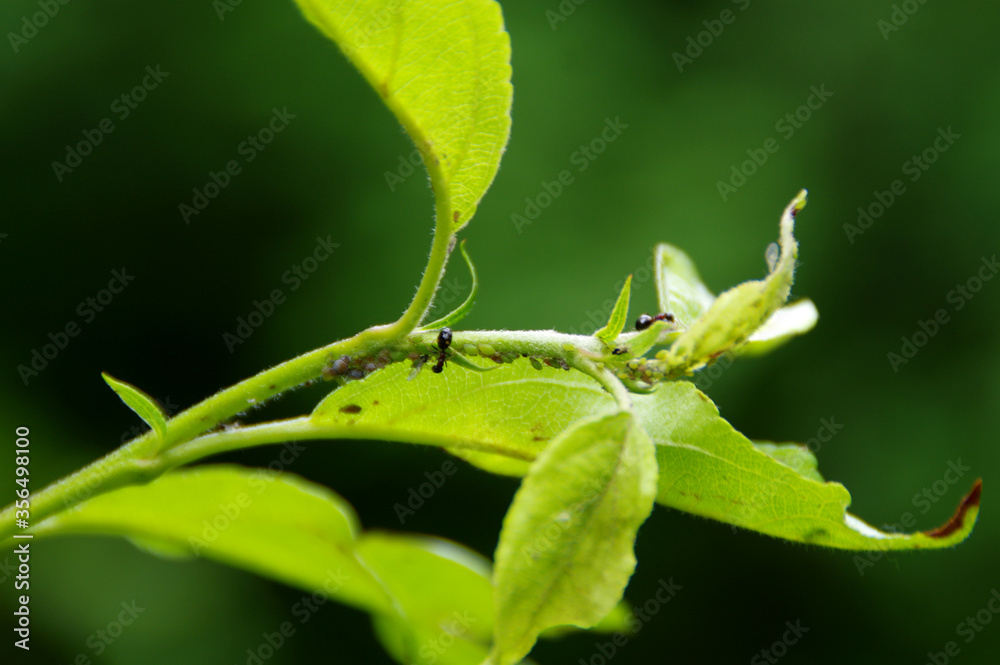 Aphids pests on the leaf in the home garden Aphids pests on the leaf in the home garden