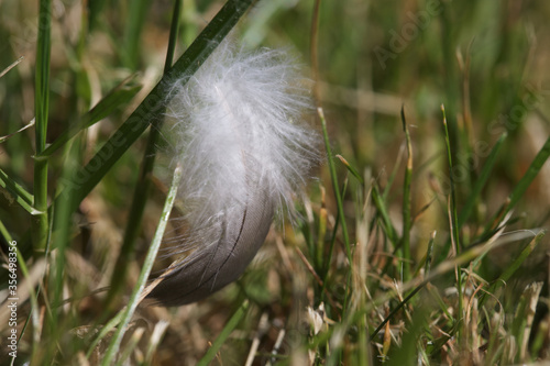 Closeup of bird feather in the grass