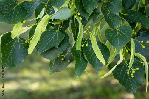 A branch of lime tree. Green leaves of a linden tree. Tilia americana. Texture, nature background. Botany pattern.