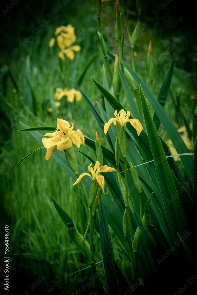 Obraz premium green nature in this beautiful world