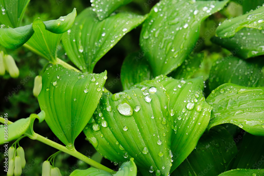 leaves after rain drops of water, nature leaves after rain drops of water, nature