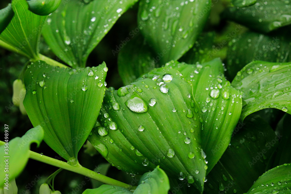 leaves after rain drops of water, nature leaves after rain drops of water, nature