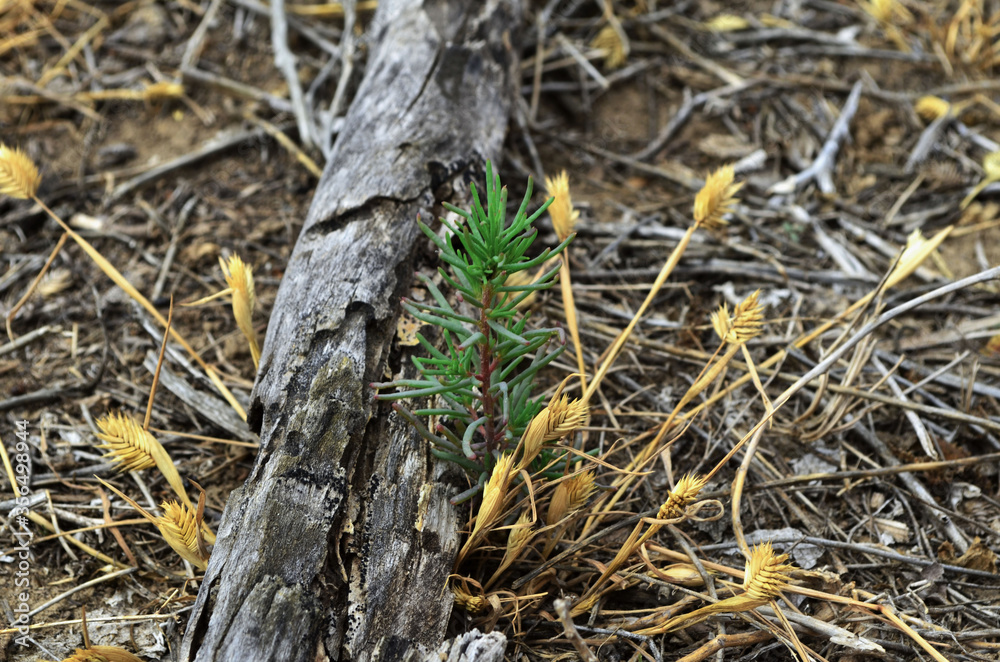 Plants make their way through dry branches