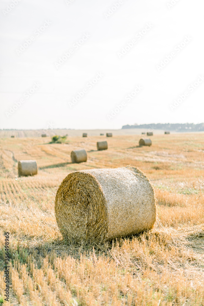Golden round hay bales in the countryside. Process of harvesting of agricultural fields. Amazing view of the field with hay bales, view during sunset in summer day