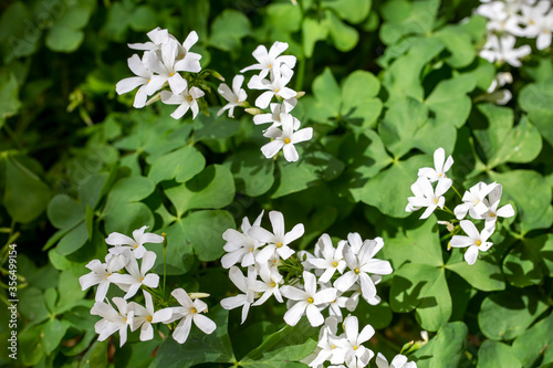 Oxalis articulata - White oxalis plant