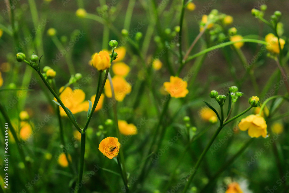 yellow flowers for the background