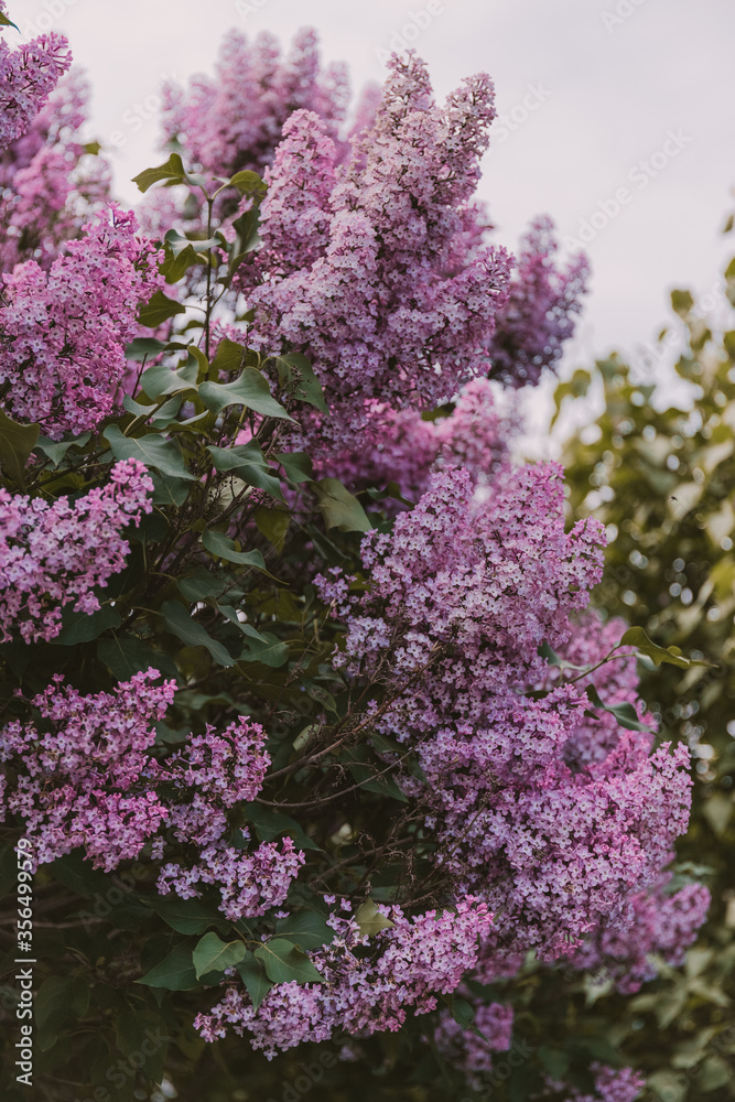 Bright lilac flowers, flowering lilac shrub in spring time
