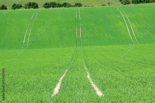 Straight line tracktor tracks in the chalk ground show through the mowed green rolling field