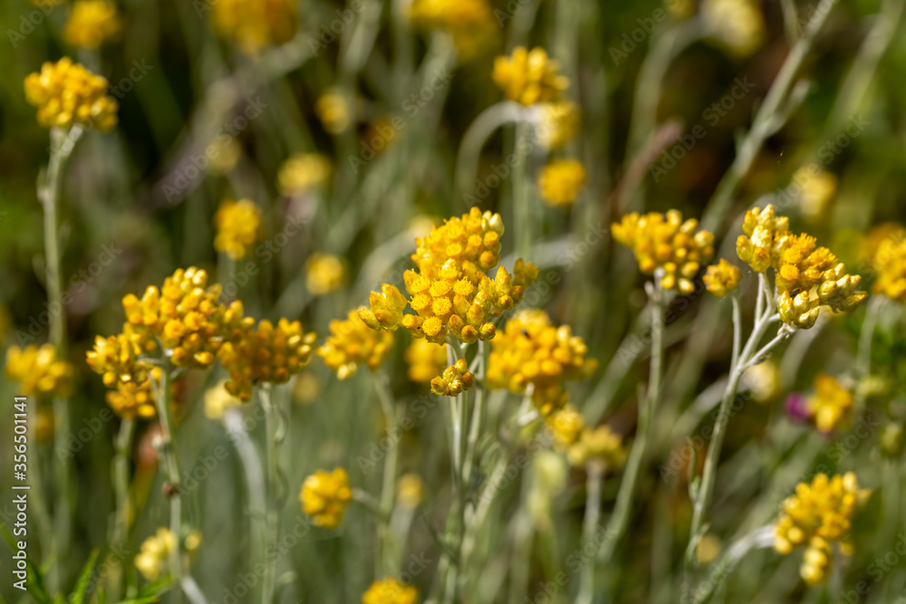 Obraz premium Close up view of helichrysum arenarium, immortel, dwarf everlast sunny yellow flowers on blurred natural background. Selected focus. Beauty of nature