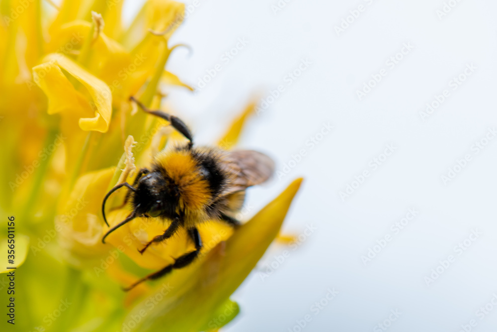 bee on yellow flower with white copy space bee on yellow flower with white copy space