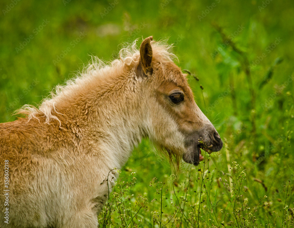 A newborn small chestnut foal of a shetland pony is tasting a little bit of grass, a cute and georgous portrait A newborn small chestnut foal of a shetland pony is tasting a little bit of grass, a cute and georgous portrait