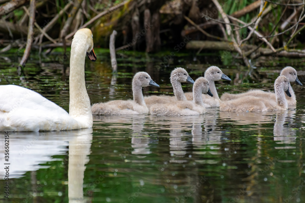 A large white swan with babies swims on the lake A large white swan with babies swims on the lake