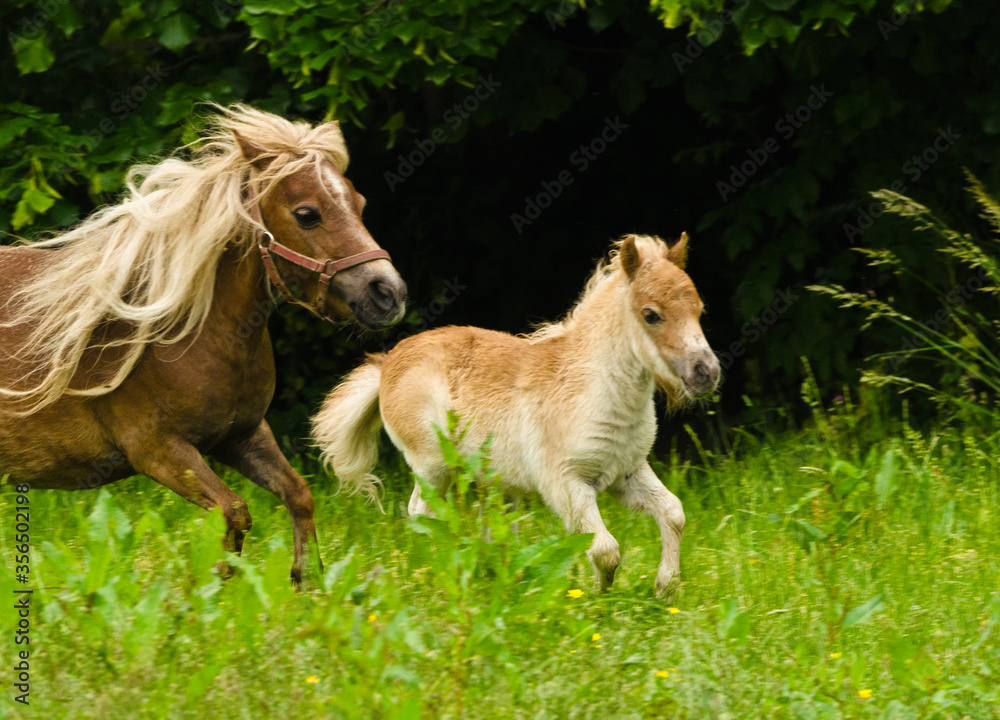 Fototapeta premium A very small and cute foal of a chestnut shetland pony, near to it`s mother, galoping in the meadow