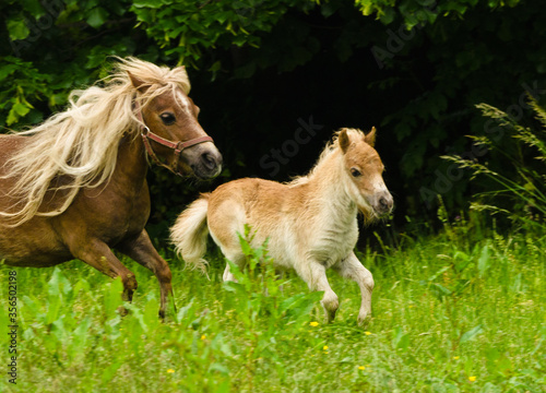 A very small and cute foal of a chestnut shetland pony, near to it`s mother, galoping in  the meadow © Brinja