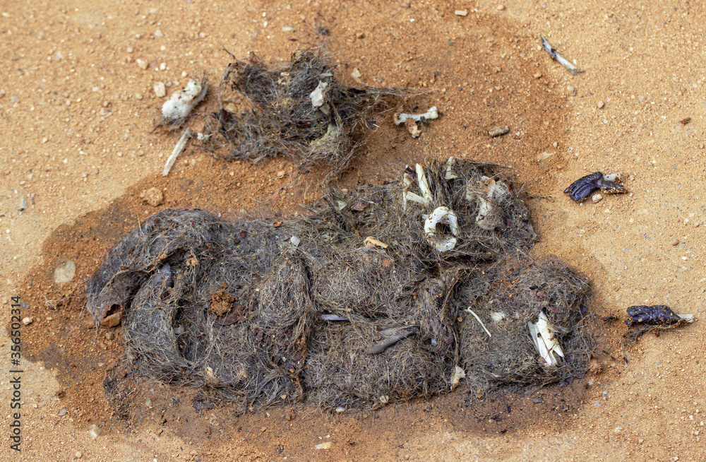 Fresh leopard scat found on the ground with monkey and rodent remains from Yala National Park, Sri Lanka; Leopard droppings with skeletal remains