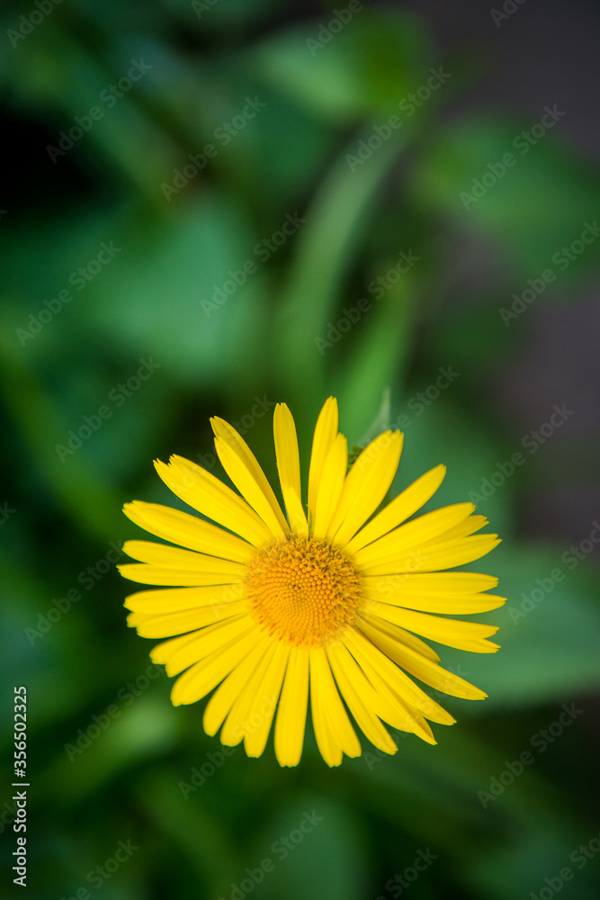 Beautiful yellow flower, Yellow flower in the garden. yellow little flower on green grass Beautiful yellow flower, Yellow flower in the garden. yellow little flower on green grass