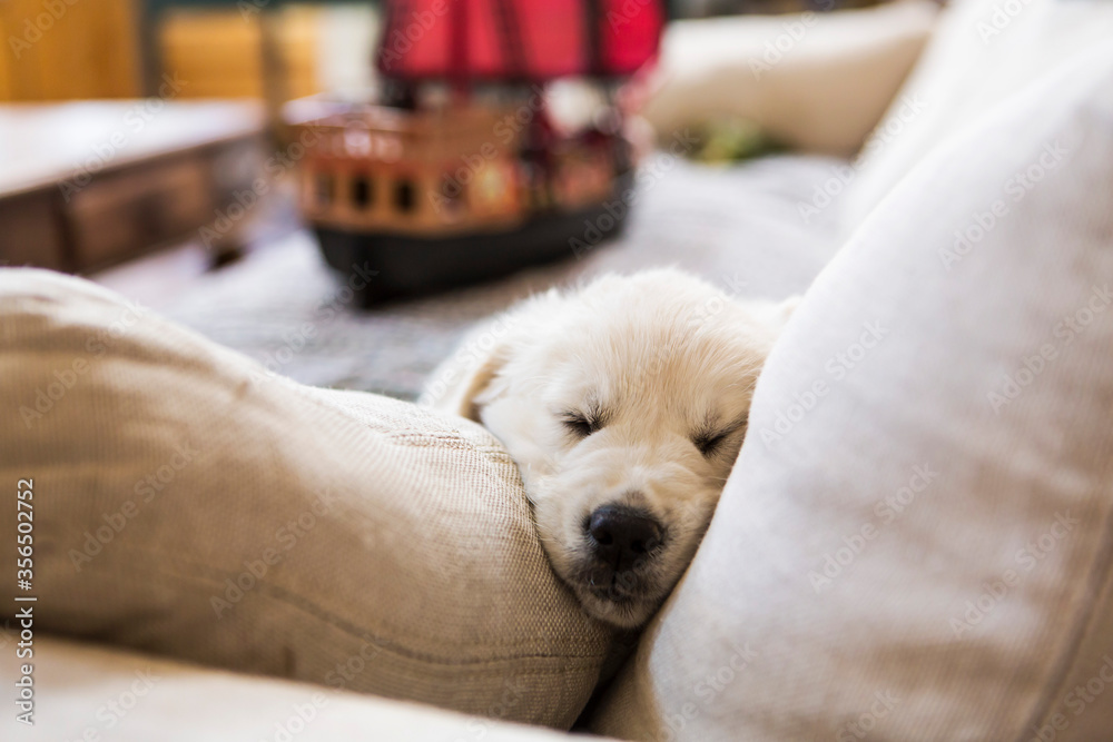 English Cream Golden Retriever sleeping on white sofa