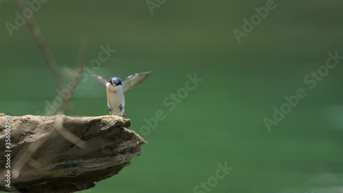 swallow flying in slowmotion photo